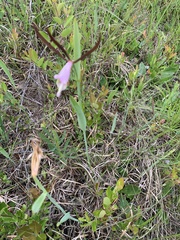 Cleistesiopsis oricamporum
