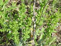 Haplophyllum linifolium