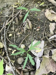 Cardamine concatenata