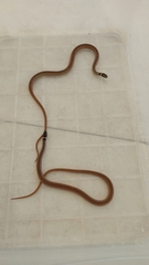 Coniophanes meridanus