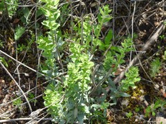 Haplophyllum linifolium