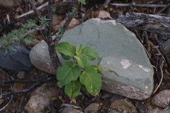 Solanum capense