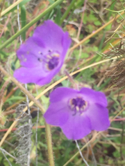 Pholistoma auritum auritum