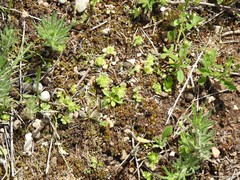 Alchemilla cornucopioides