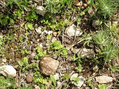 Alchemilla cornucopioides