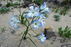 Zephyra elegans
