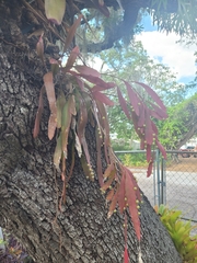 Pseudorhipsalis ramulosa