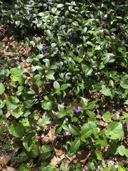 Vinca minor