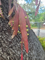 Pseudorhipsalis ramulosa