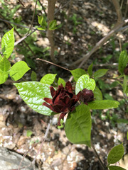 Calycanthus floridus