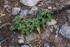 Solanum capense