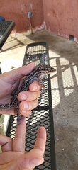 Tarentola americana