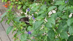 Papilio polytes romulus