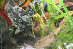 Leaf Fish photo 5