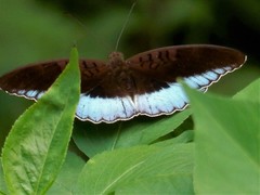 Tanaecia iapis puseda