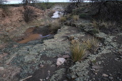 Afroscirpoides dioeca