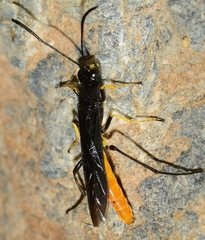 Calameuta pygmaea