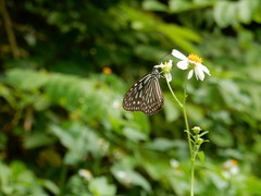 Ideopsis vulgaris macrina