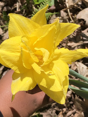 Narcissus