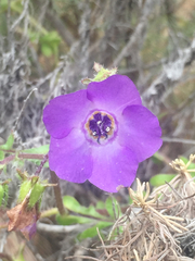 Pholistoma auritum auritum