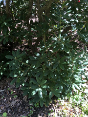 Rhododendron