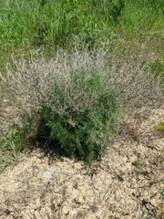 Artemisia taurica