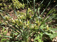 Rhododendron