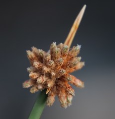 Afroscirpoides dioeca