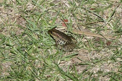 Lithobates spectabilis