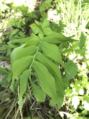 Polygonatum biflorum