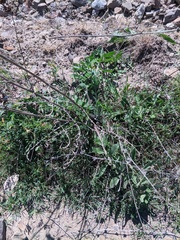 Centaurea salonitana