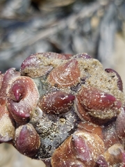 Crepidula norrisiarum