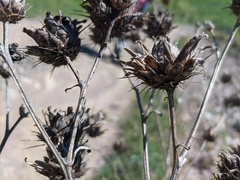 Centaurea salonitana