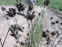 Centaurea salonitana