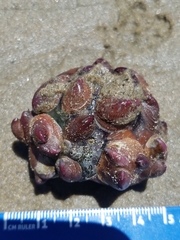 Crepidula norrisiarum