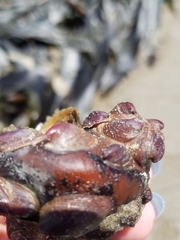 Crepidula norrisiarum