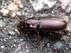 Harpalus tardus