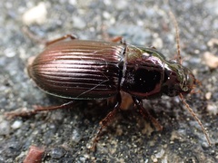 Harpalus tardus