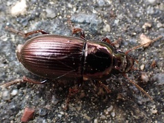 Harpalus tardus
