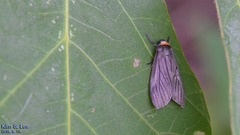 Macrobrochis staudingeri