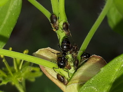 Periphyllus testudinaceus