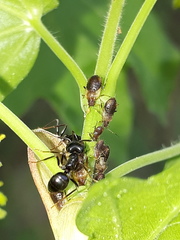 Periphyllus testudinaceus