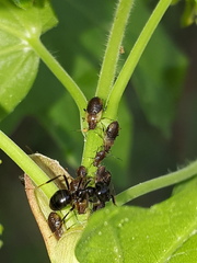 Periphyllus testudinaceus