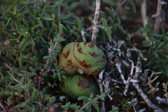 Asparagobius braunsi