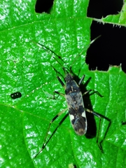 Dieuches gracilicrus