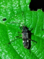 Dieuches gracilicrus