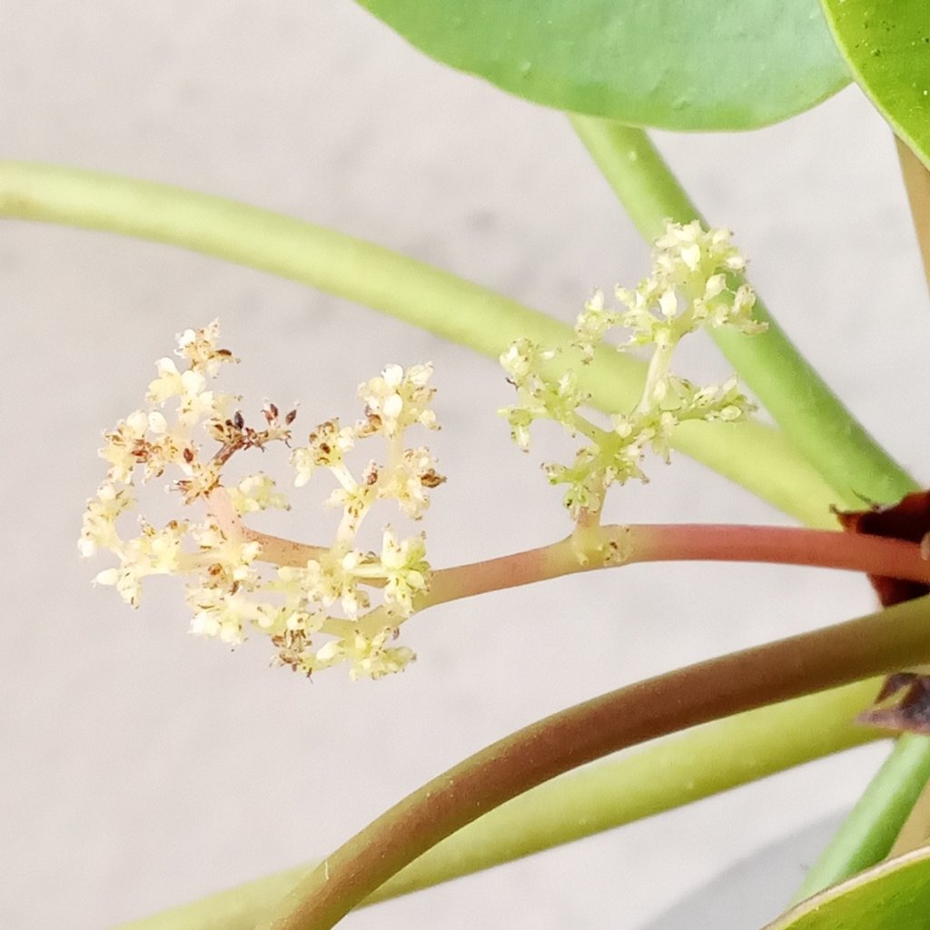 Pilea peperomioides leaf detail