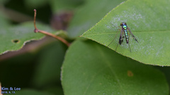 Condylostylus nebulosus