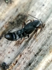 Parocyusa longitarsis