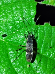 Dieuches gracilicrus